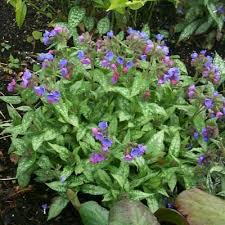 Attēlu rezultāti vaicājumam “Pulmonaria saccharata leaf”