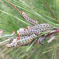 Attēlu rezultāti vaicājumam “Diprionidae”