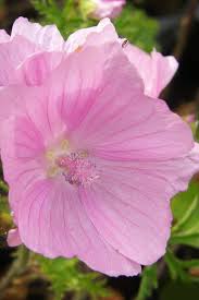 Image result for Malva alcea