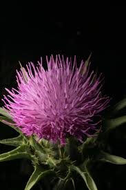 Attēlu rezultāti vaicājumam “Silybum marianum fruit”