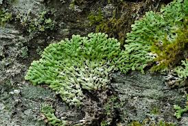 Attēlu rezultāti vaicājumam “Menegazzia terebrata”