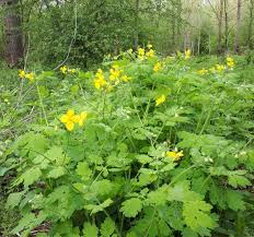 Image result for Chelidonium majus