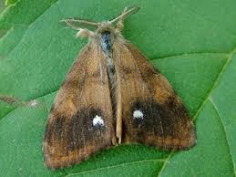 Attēlu rezultāti vaicājumam “Orgyia antiqua imago”