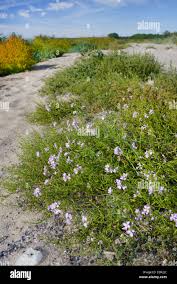 Attēlu rezultāti vaicājumam “Cakile maritima subsp. baltica flower”