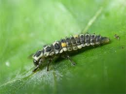 Attēlu rezultāti vaicājumam “Adalia bipunctata larva”