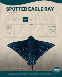 Image result for Aetobatus ocellatus