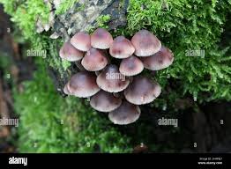 Attēlu rezultāti vaicājumam “Mycena haematopus”