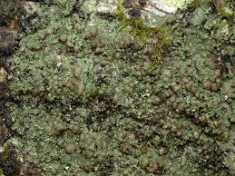 Attēlu rezultāti vaicājumam “Biatora sphaeroides”