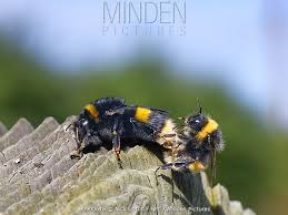 Attēlu rezultāti vaicājumam “Bombus terrestris”
