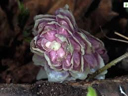 Attēlu rezultāti vaicājumam “Lathraea squamaria fruit”