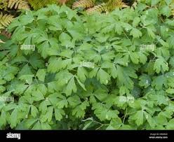 Attēlu rezultāti vaicājumam “Aquilegia vulgaris leaf”
