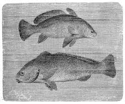 Image result for Sciaena umbra