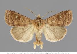 Attēlu rezultāti vaicājumam “Diarsia florida”