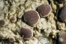 Attēlu rezultāti vaicājumam “Bacidia subincompta”