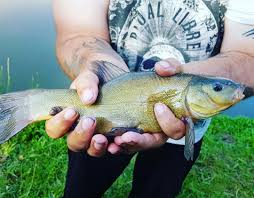 Image result for Diggle Angling Club