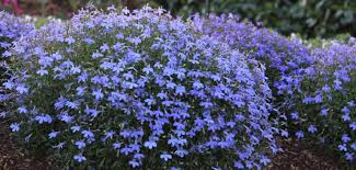 Attēlu rezultāti vaicājumam “Lobelia erinus flower”