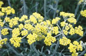 Image result for Helichrysum subulifolium