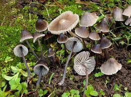 Attēlu rezultāti vaicājumam “Mycena stipata”