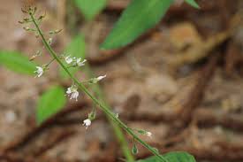 Attēlu rezultāti vaicājumam “Circaea lutetiana leaf”