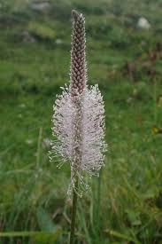 Attēlu rezultāti vaicājumam “Plantago media”