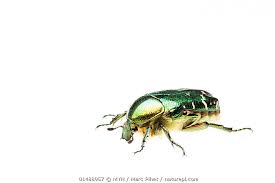 Attēlu rezultāti vaicājumam “Cetonia aurata”