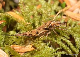 Attēlu rezultāti vaicājumam “Machilidae”