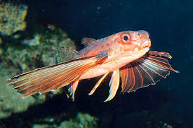 Image result for Dactylopterus volitans