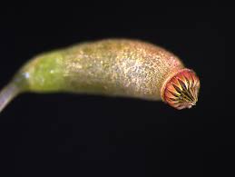 Attēlu rezultāti vaicājumam “Amblystegium serpens macro”