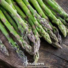 Attēlu rezultāti vaicājumam “Asparagus officinalis”