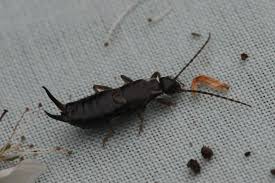 Attēlu rezultāti vaicājumam “Forficula auricularia female”