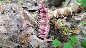 Attēlu rezultāti vaicājumam “Lathraea squamaria fruit”