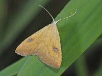 Attēlu rezultāti vaicājumam “Rivula sericealis”