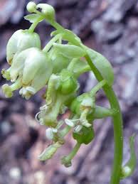 Attēlu rezultāti vaicājumam “Orthilia secunda flower”