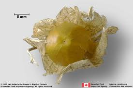 Attēlu rezultāti vaicājumam “Nicandra physalodes fruit”