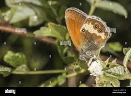 Attēlu rezultāti vaicājumam “Coenonympha arcania underside”