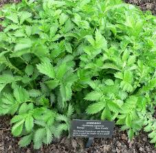 Attēlu rezultāti vaicājumam “Agrimonia eupatoria leaf”