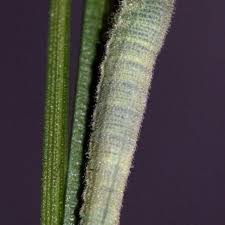 Attēlu rezultāti vaicājumam “Coenonympha hero underside”