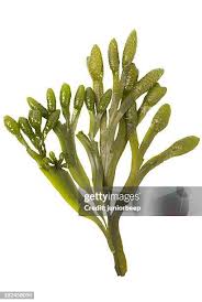 Attēlu rezultāti vaicājumam “Fucus vesiculosus”