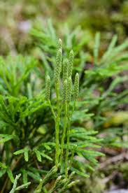Attēlu rezultāti vaicājumam “Diphasium complanatum”