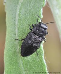 Attēlu rezultāti vaicājumam “Anthaxia quadripunctata”