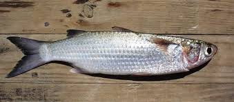 Image result for Mugil curema