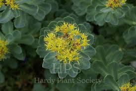 Attēlu rezultāti vaicājumam “Rhodiola rosea flower”