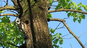 Attēlu rezultāti vaicājumam “Dendrocopos medius nest”