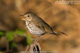 Image result for Catharus guttatus