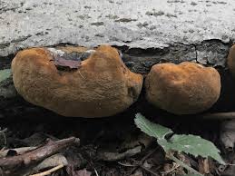 Attēlu rezultāti vaicājumam “Phellinus alni”