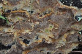 Attēlu rezultāti vaicājumam “Asterodon ferruginosus”