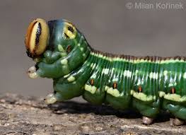 Attēlu rezultāti vaicājumam “Sphinx pinastri”