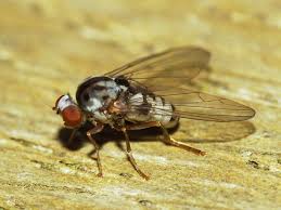 Attēlu rezultāti vaicājumam “Platypezidae”