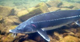 Image result for Acipenser