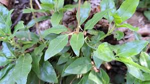 Attēlu rezultāti vaicājumam “Orthilia secunda leaf”